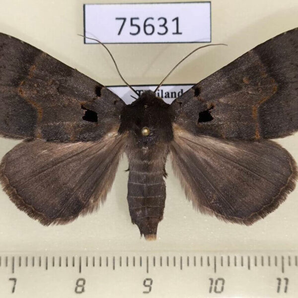 Noctuidae Serrodes caesia f Thailand