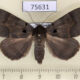 75631p Noctuidae Serrodes caesia f Thailand $14