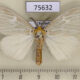 75632p Lymantridae Cispia charma Thailand $9