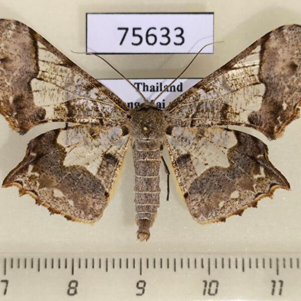 Geometridae Krananda semihyalina Thailand