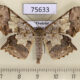 75633p Geometridae Krananda semihyalina Thailand $7