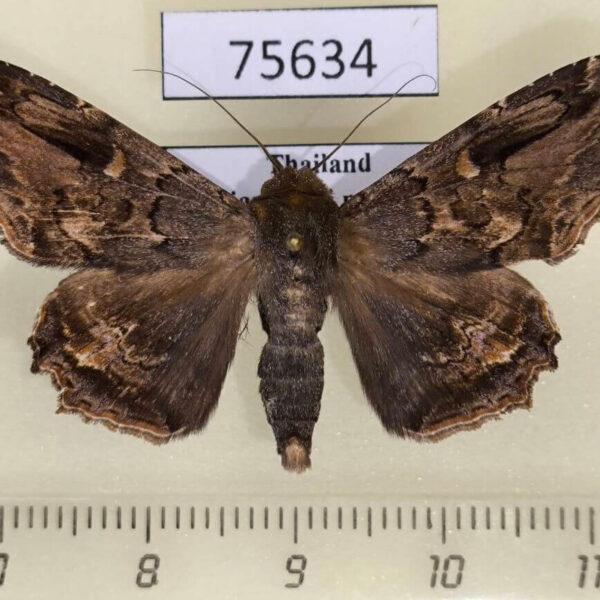 Noctuidae Lacera noctilio Thailand