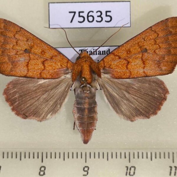 Noctuidae Rusicada sp. fulvida f Thailand