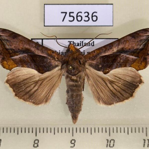 Noctuidae Oraesia emarginata Thailnad