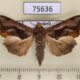 75636p Noctuidae Oraesia emarginata Thailnad $8