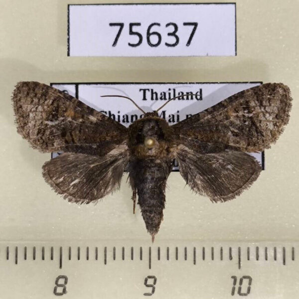 Cossidae Hollowiella bajin f Thailand