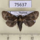 75637p Cossidae Hollowiella bajin f Thailand $30