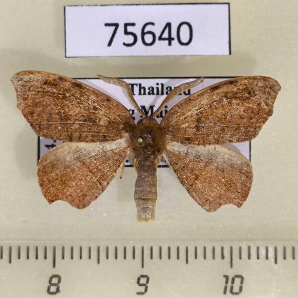 Drepanidae Amphitorna perexcisa Thailand