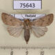 75643p Noctuidae sp. Thailand $8