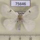 75646p Lymantridae Arctornis comma Thailand $6