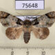 75648p Noctuidae Belciades sugii Thailand $9