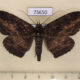 75650p Noctuidae Anisoneura salebrosa Thailand $15