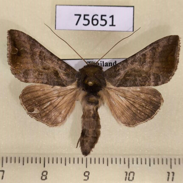 Noctuidae Anadevidia hebetata Thailand