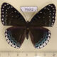 75652p Nymphalidae Stibochiona nicea f Thailand $18