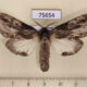 75654p Notodontiidae Teleclita grisea f Thailand $9