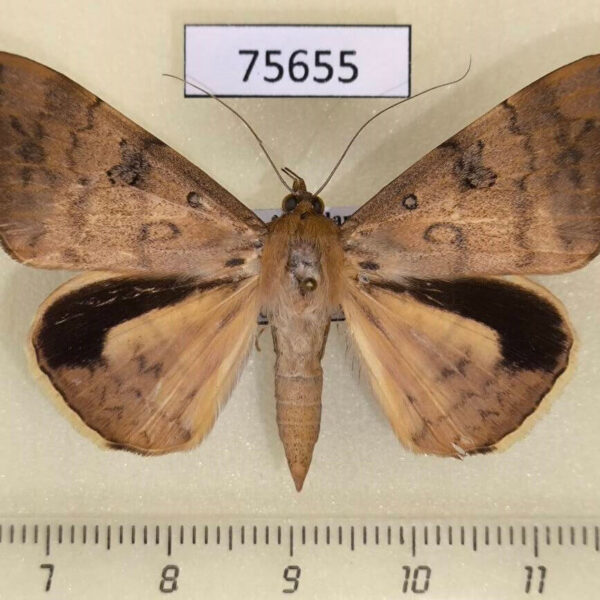 Noctuidae Oxyodes scrobiculata Thailand
