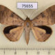 75655p Noctuidae Oxyodes scrobiculata Thailand $9