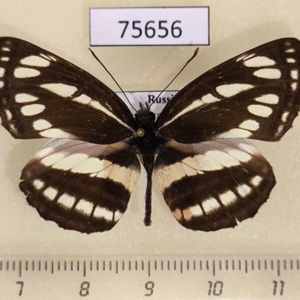 Nymphalidae Neptis sappho Krasnoyarsk reg.