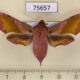 75657p Sphingidae Deilephila porcellus f Tyva rep. $10