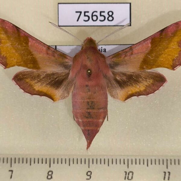 Sphingidae Deilephila porcellus f Tyva rep.