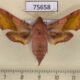 75658p Sphingidae Deilephila porcellus f Tyva rep. $10