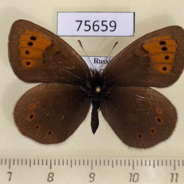 Satyridae Erebia pandrose Tyva rep.