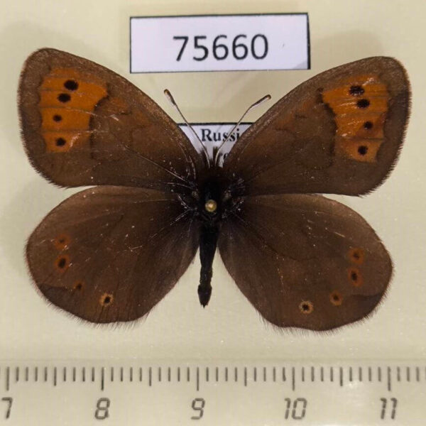 Satyridae Erebia pandrose Tyva rep.