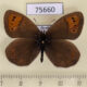 75660p Satyridae Erebia pandrose Tyva rep. $6