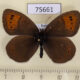 75661p Satyridae Erebia pandrose Tyva rep. $5