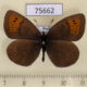 75662p Satyridae Erebia pandrose Tyva rep. $6