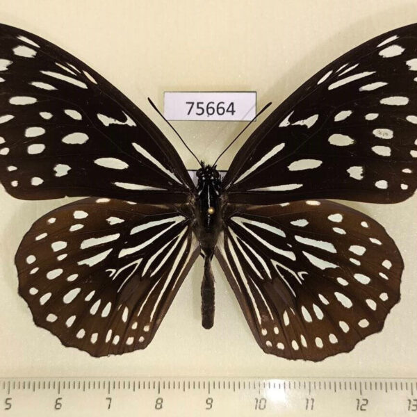 Nymphalidae Tirumala septentrionis septentrionis Thailand