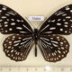75664p Nymphalidae Tirumala septentrionis septentrionis Thailand $12