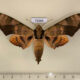 75666p Sphingidae Ambulyx tattina Thailand $15