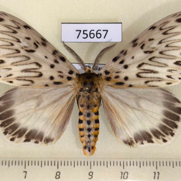 Lymantridae Imaus munda Thailand