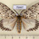 75667p Lymantridae Imaus munda Thailand $9