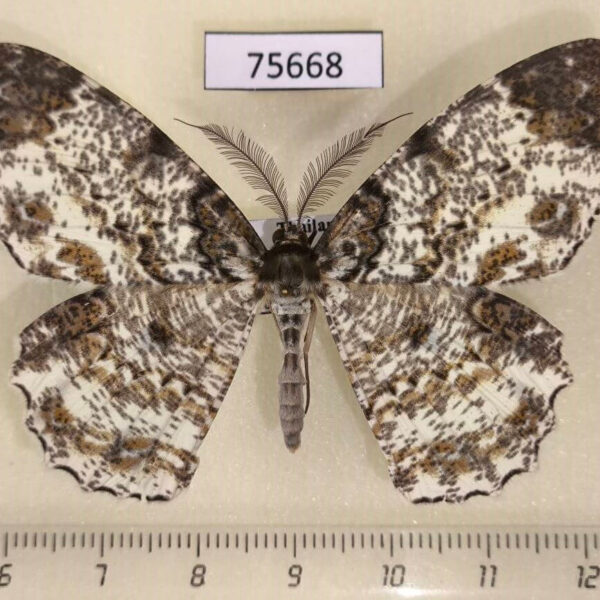 Geometridae Amblychia pardicelata Thailand
