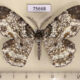 75668p Geometridae Amblychia pardicelata Thailand $20
