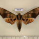 75669p Sphingidae Ambulyx tattina Thailand $15