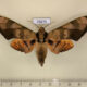 75670p Sphingidae Ambulyx tattina Thailand $15
