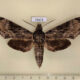 75671p Sphingidae Psilogramma discistriga Thailand $12