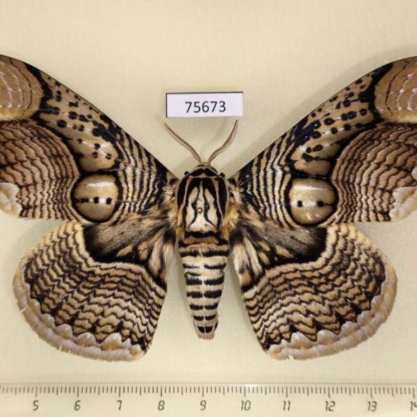 Brahmaeidae Brahmaea hearseyi Thailand