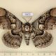 75673p Brahmaeidae Brahmaea hearseyi Thailand $20