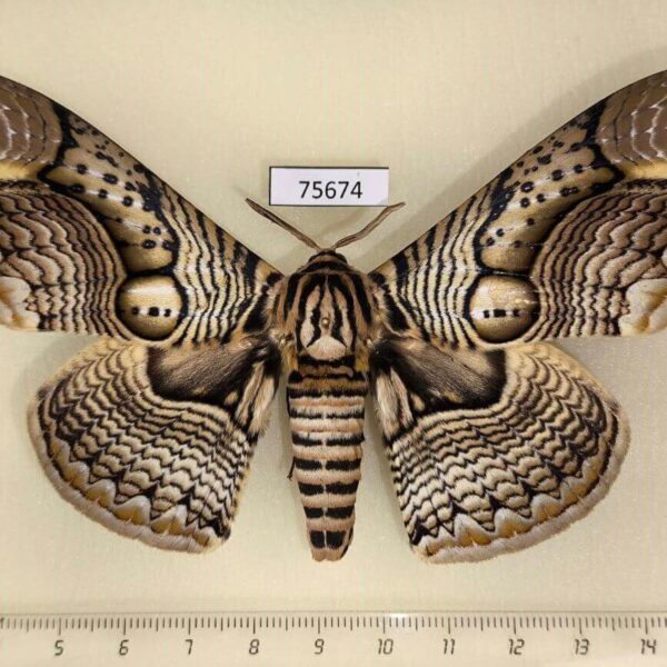 Brahmaeidae Brahmaea hearseyi Thailand