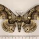 75676p Brahmaeidae Brahmaea hearseyi Thailand $20