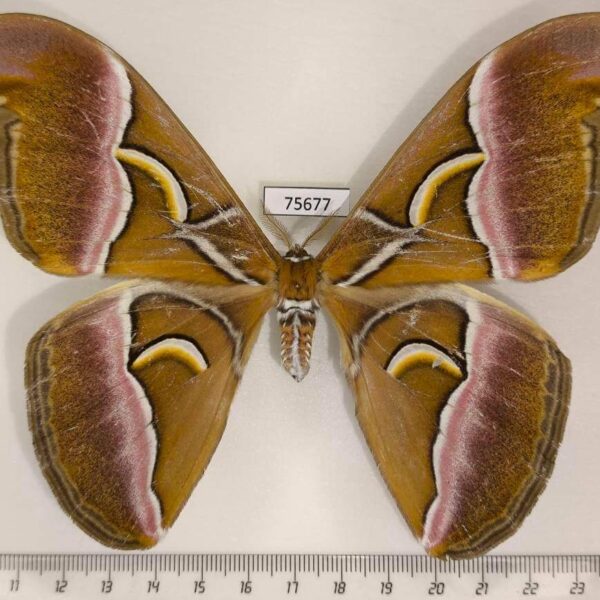 Saturniidae Samia canningi f Thailand