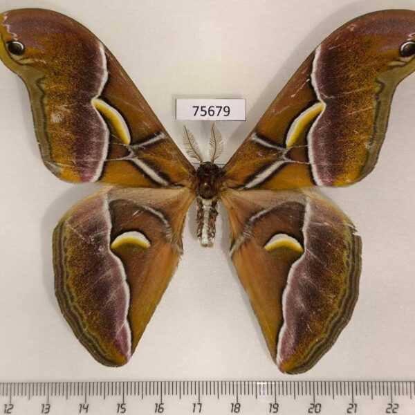 Saturniidae Samia canningi Thailand