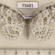 75681p Geometridae Metapercnia ductaria f Thailand $9