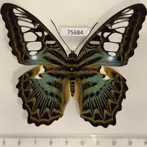 Nymphalidae Parthenos sylvia sylla Thailand