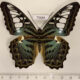 75684p Nymphalidae Parthenos sylvia sylla Thailand $12