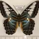 75685p Nymphalidae Parthenos sylvia sylla Thailand $6